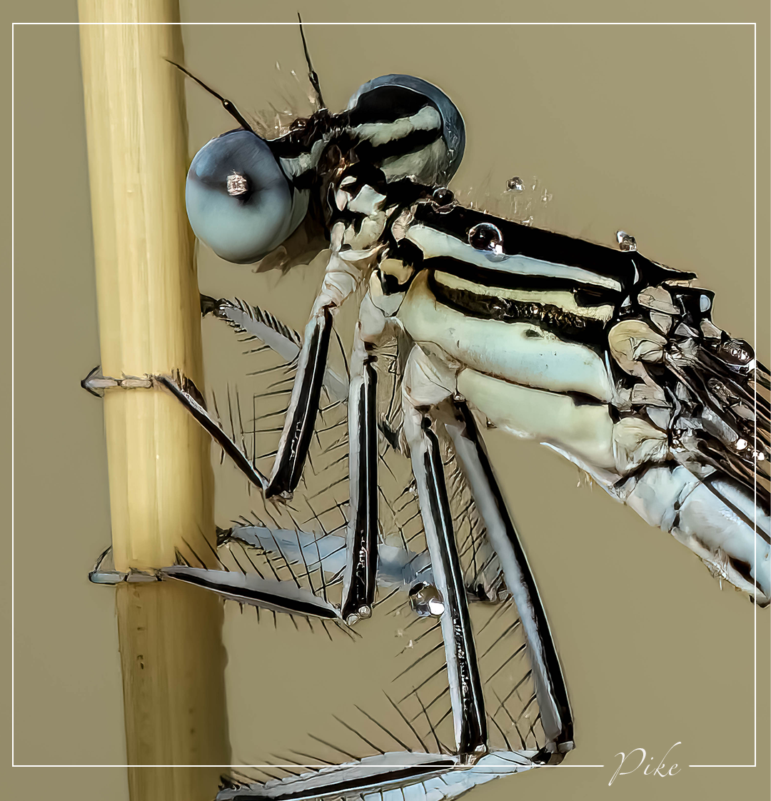 Macro photographie détaillée d’un odonate couvert de gouttes d’eau